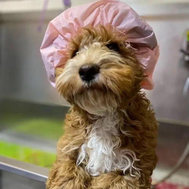 Dog Mom Petcare & Grooming