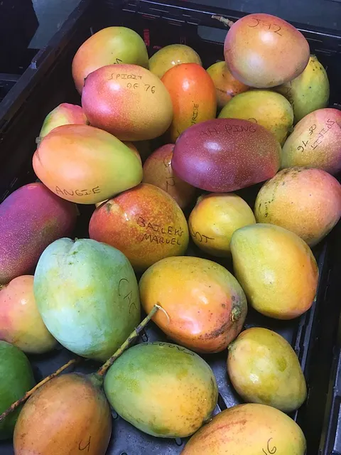 Tropical Acres Farms, Inc - Mangoes, Avocados, Sapodillas & Mangos Trees
