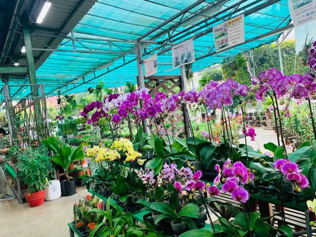 JM Flower (Ji Mei Flower)