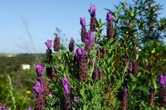 Vale do Guizo Ferienhäuser