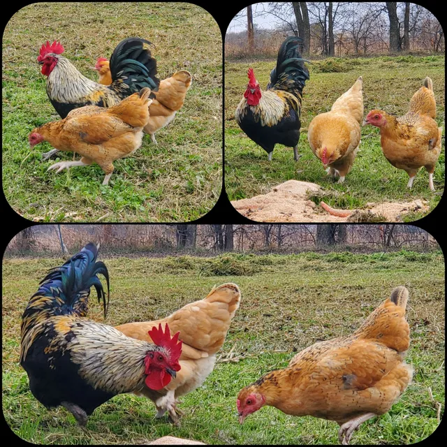 Hornberger Feed and Pet Supply