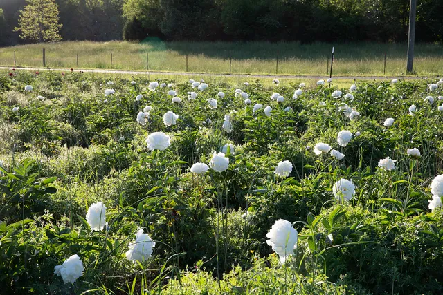 The Peony Fields