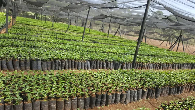 Kilimanjaro Plantation Limited