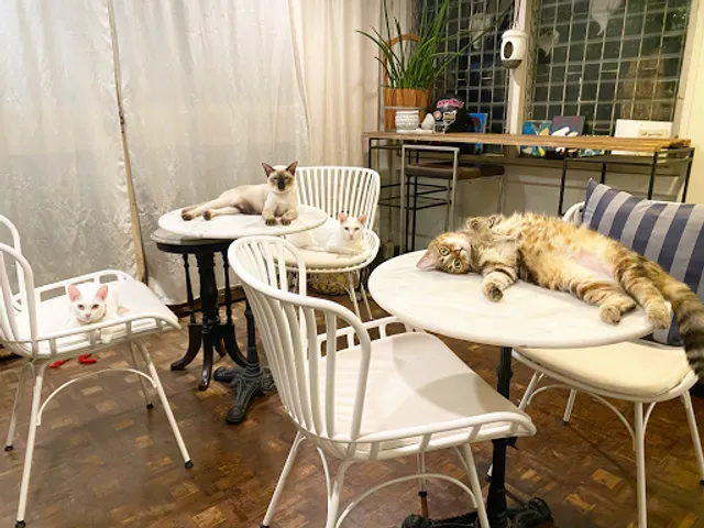 CatNip Cafe - Since 2010