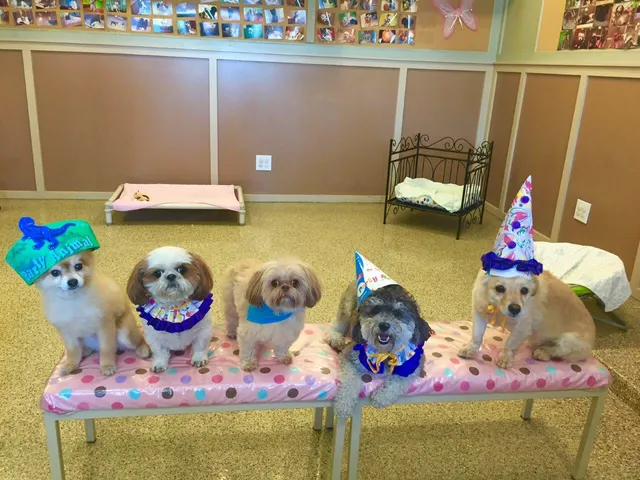 The Puppy Lounge For Little Dogs