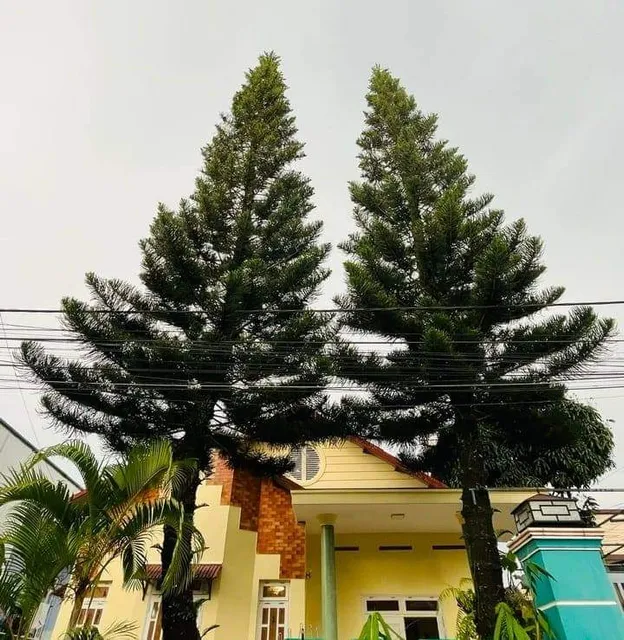 Nhà có hai cây Tùng