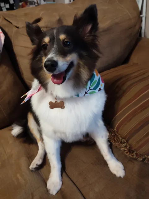 Obt-Orange Ave Pet Doc Hospital