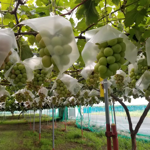 ケンズグレープガーデン