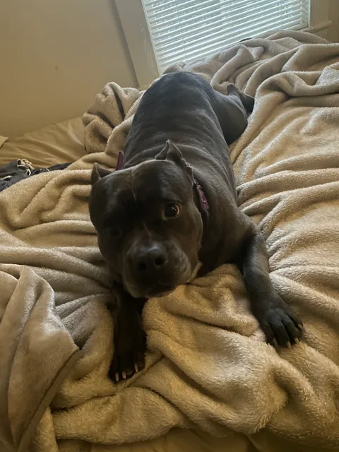 Mitchell County Animal Rescue