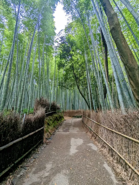 Arashiyama Bamboo
