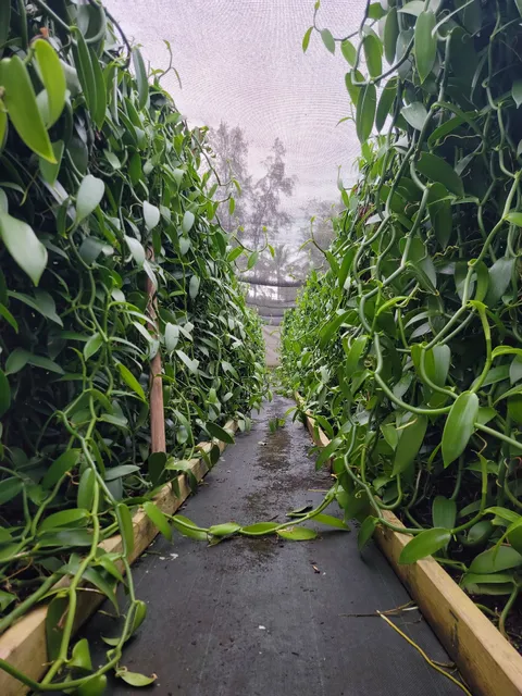 Laie Vanilla Company