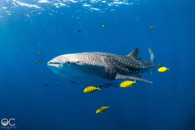 Ningaloo Reef Whale Sharks