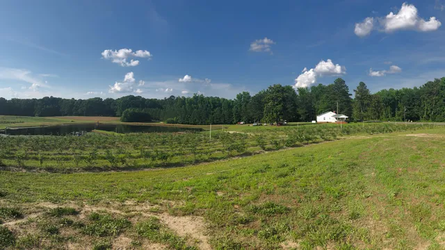 Blueberry Hill U-Pick