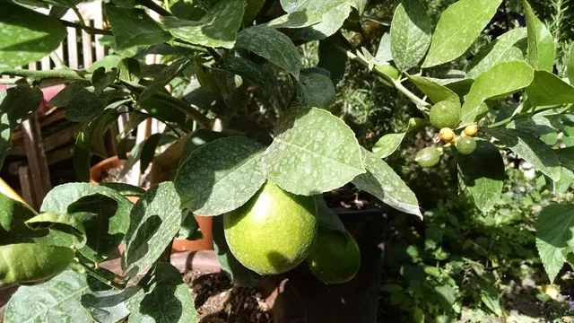 My Grandmother's Garden