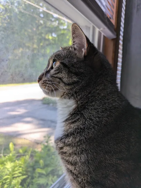 Broken Tail Rescue Cat Adoption Center