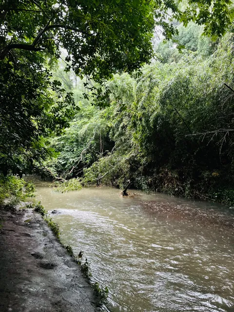 いたち川 扇橋の水辺