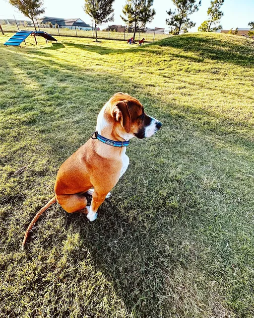 Bella Vista Animal Shelter