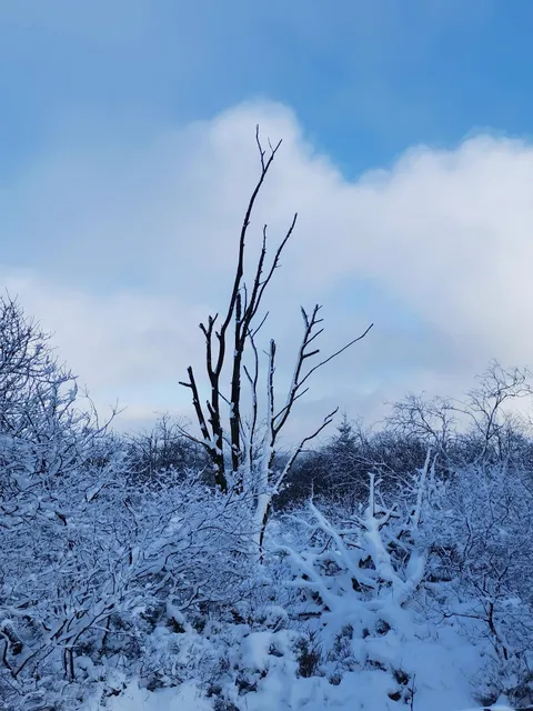 Ferienwohnungen Wiesengrund