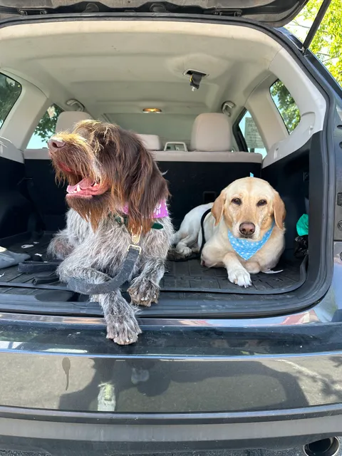 Tails of the City Dog Salon Vacaville