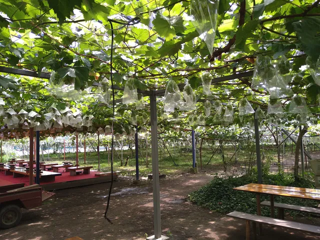 秩父観光ぶどう農園
