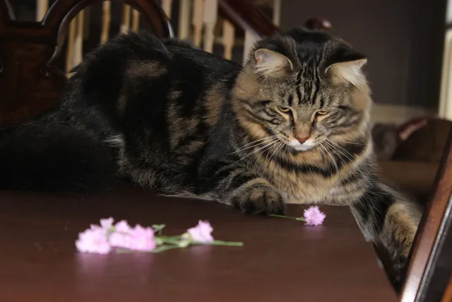 The Community Cat Connection