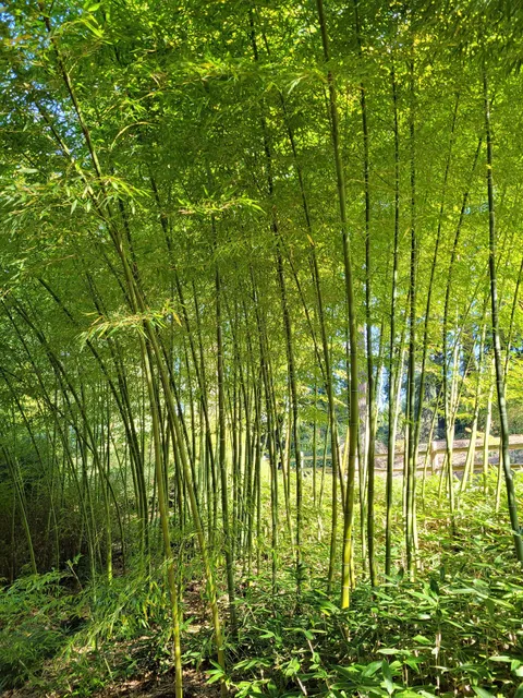 Bamboo Forest in Hoyt Arboretum
