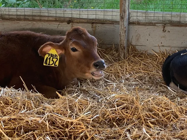 South Mountain Creamery