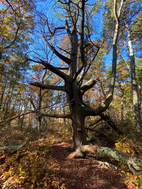 photo-1