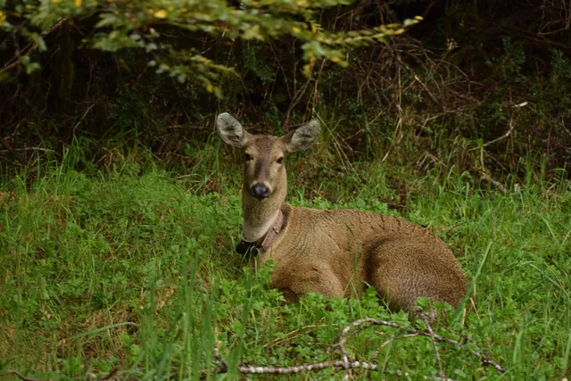 Fundación Huilo Huilo