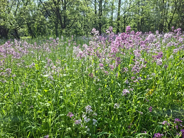 Tom Taylor Trail Start Here