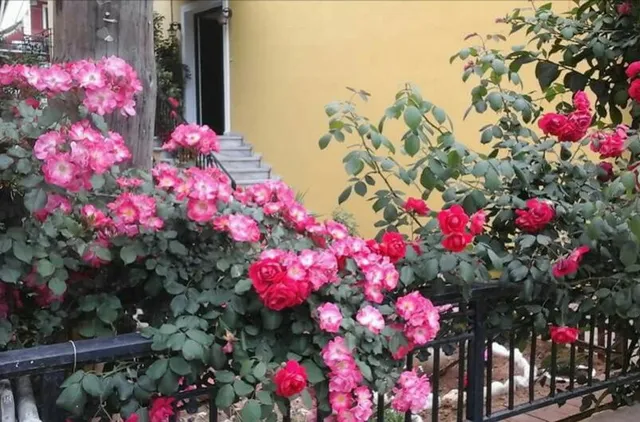 Margarita Apartments