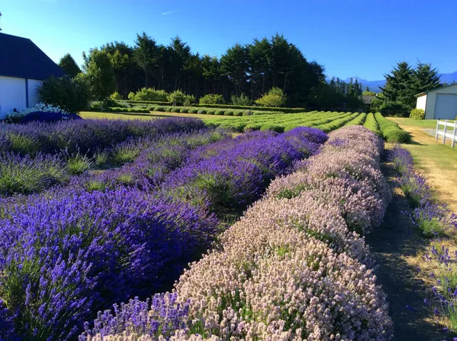 Kitty B's Lavender Farm