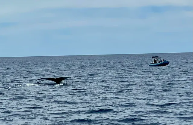 PacWhale Eco-Adventures