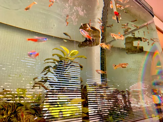 スリー・ジェイ