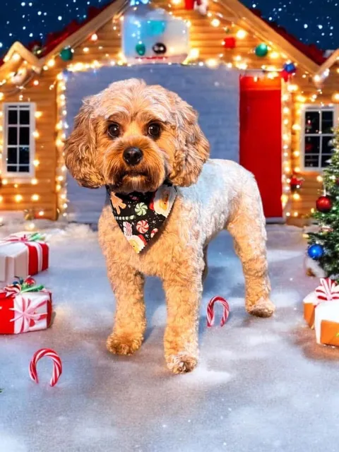 Dirty Paws Pet Salon