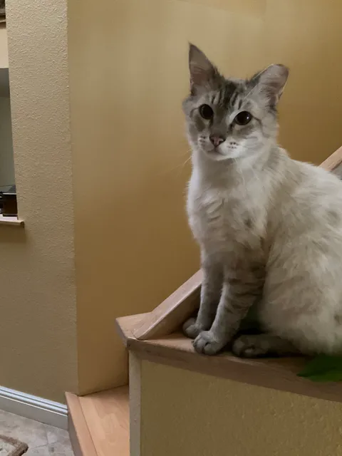 Feral Cat Foundation