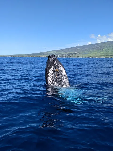 Captain Steve's Rafting