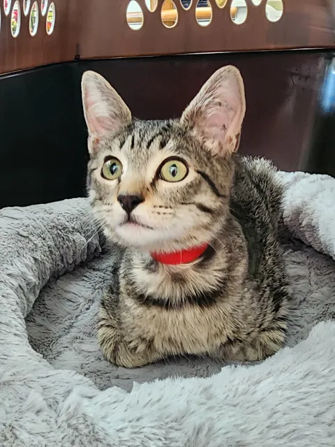 Humane Society of Del Norte