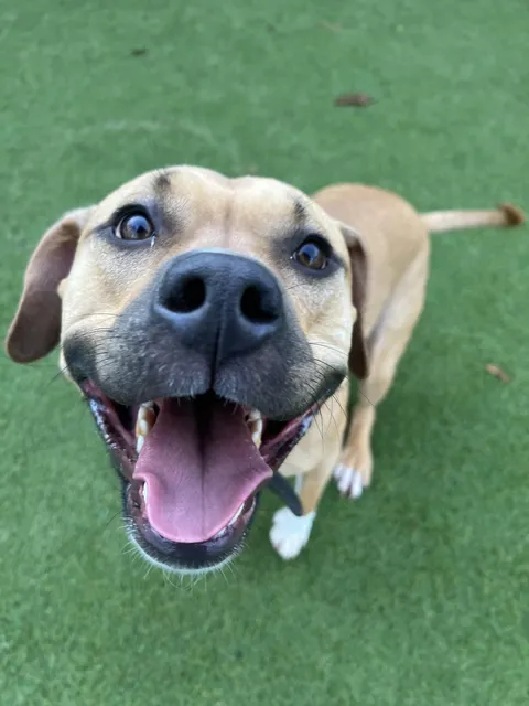 Greater Boston Dog Kennel