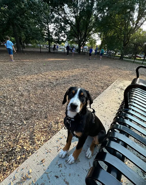 Horner Park Dog Park