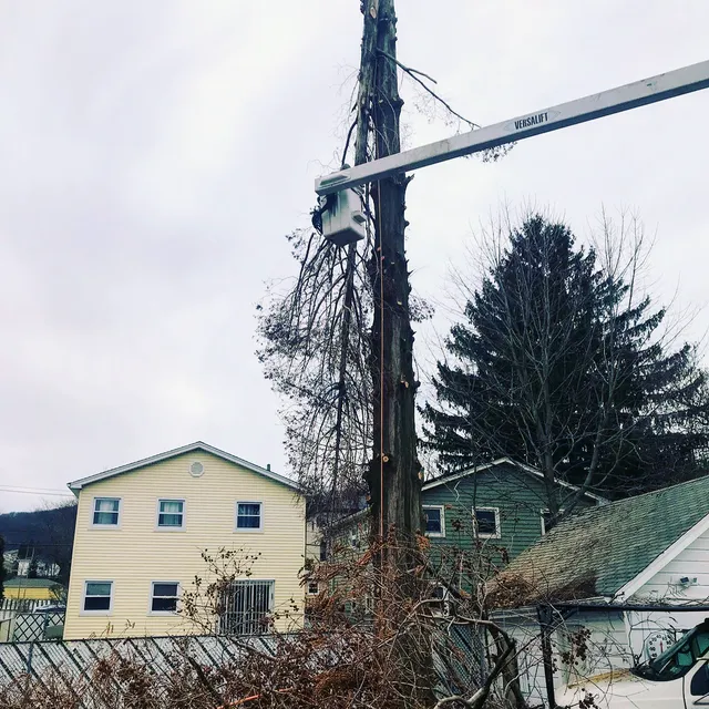 Lowest Price Tree Service And Arborist Consulting