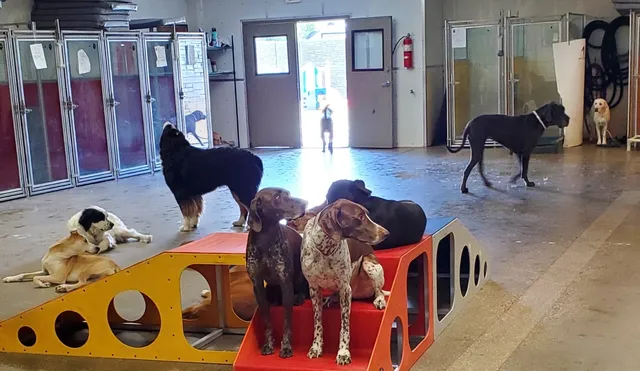 Utah Dog Park Airport