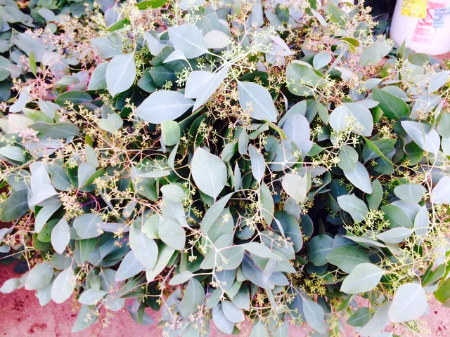 Delta Floral Distributors Inc