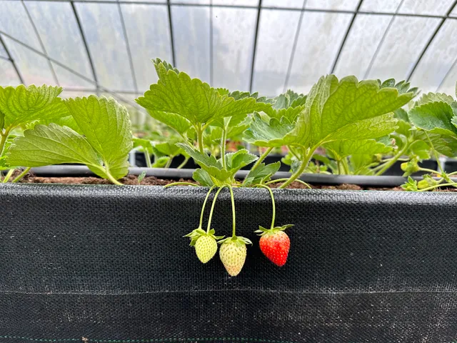 Enlightenment Garden Organic Farm