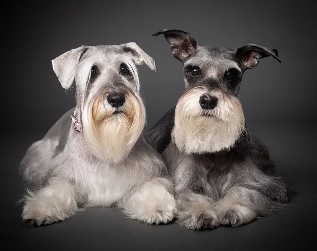 DOG LOVERS MIAMI CORP