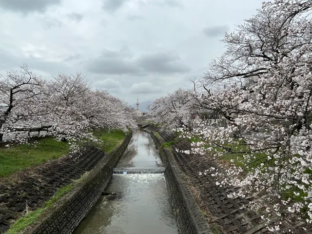 1000 Sakuras of Takada