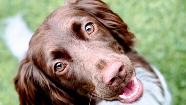 Mt. Pleasant Pet Resort