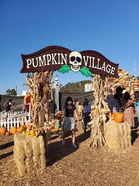 Mr. Bones Pumpkin Patch