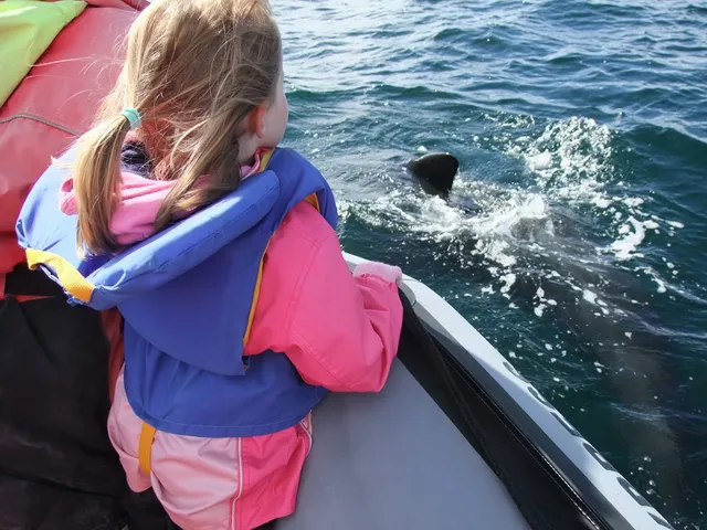 Keltic Express Zodiac Adventures Whale Watching