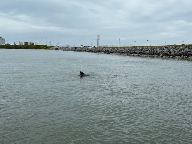 Dolphin Family Tours LLC